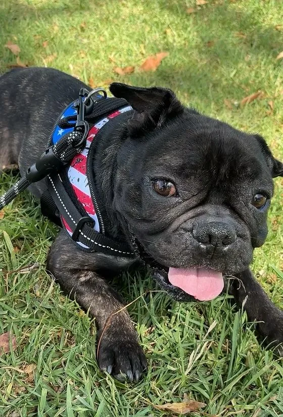 A young medium-sized male French Bulldog dog named Levi for adoption in CLAREMONT, CA