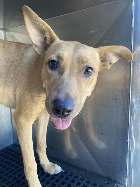 A young large-sized female Mixed Breed dog named Angelica for adoption in Dallas, TX