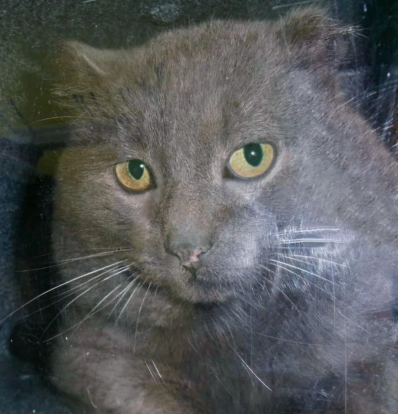 An adult large-sized male Gray / Blue / Silver Domestic Short Hair cat named Sticky Note for adoption in Plover, WI