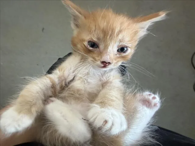 A baby small-sized male Domestic Short Hair cat named Ron for adoption in San Bernardino, CA