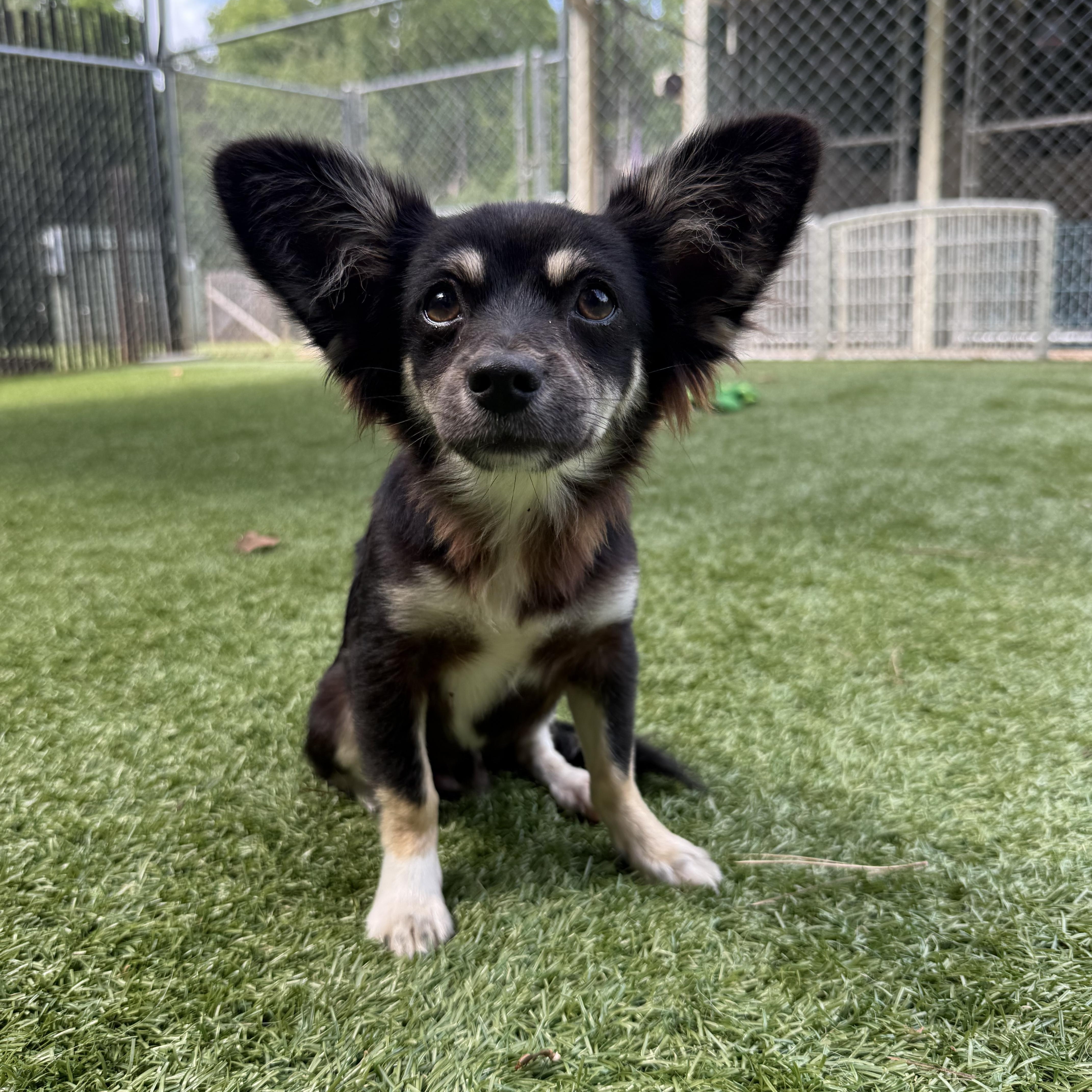 A young small-sized male Tricolor (Brown, Black, & White) Chihuahua dog named Tortellini for adoption in Salisbury, NC