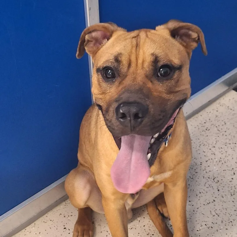 A young medium-sized male Yellow / Tan / Blond / Fawn Boxer dog named Billy for adoption in LOXAHATCHEE, FL