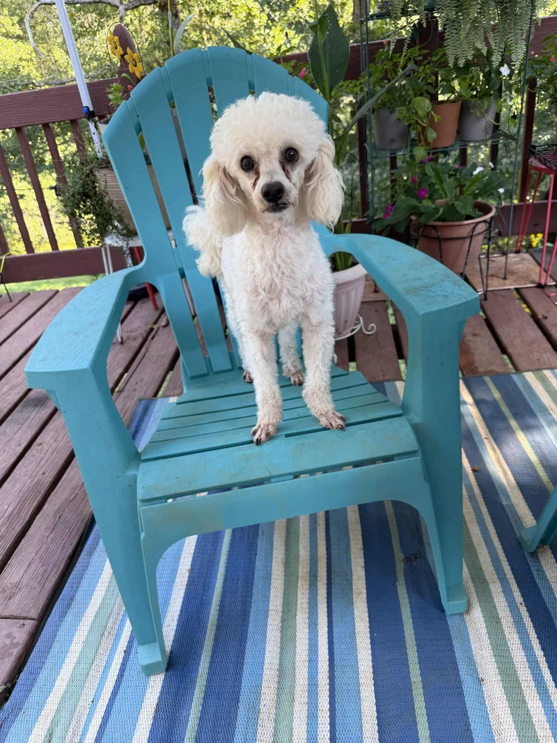 An adult small-sized male Poodle dog named Andrew Aug for adoption in Pacolet, SC