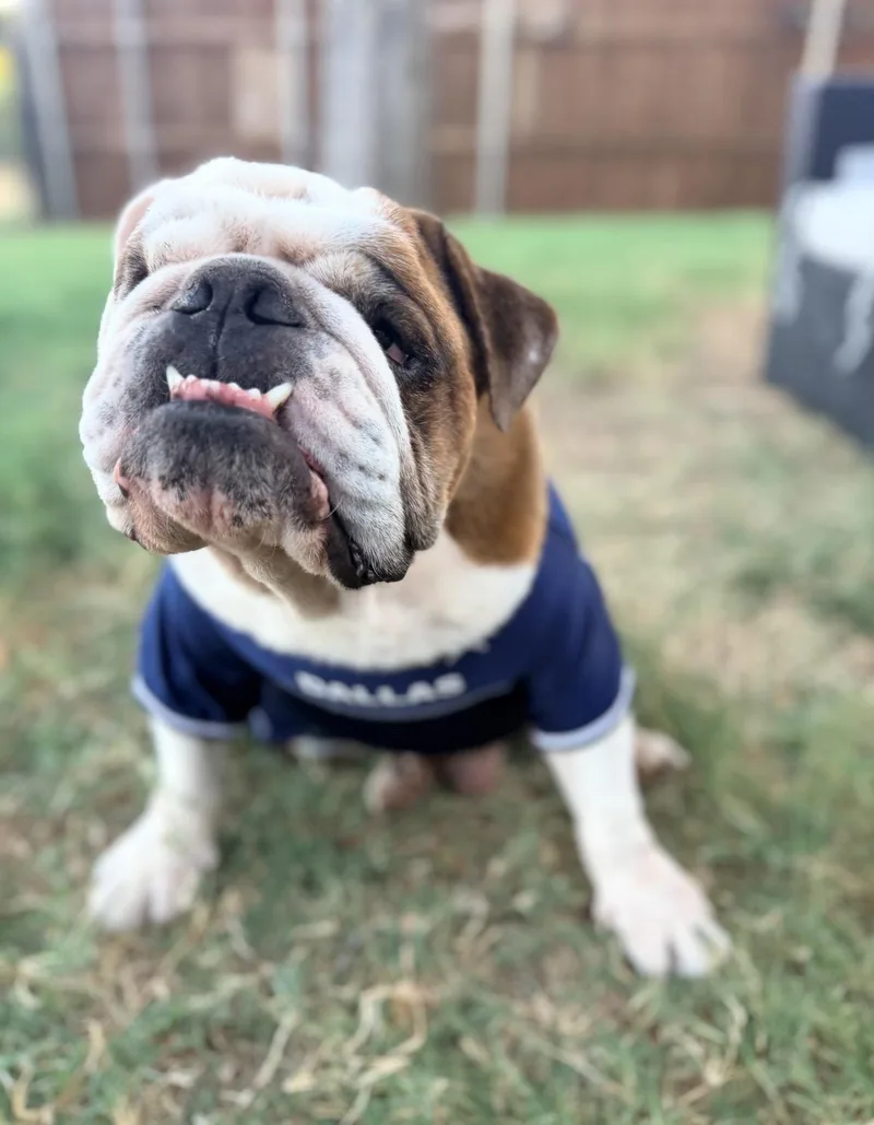 An adult medium-sized male English Bulldog dog named Chubbs for adoption in Wills Point, TX