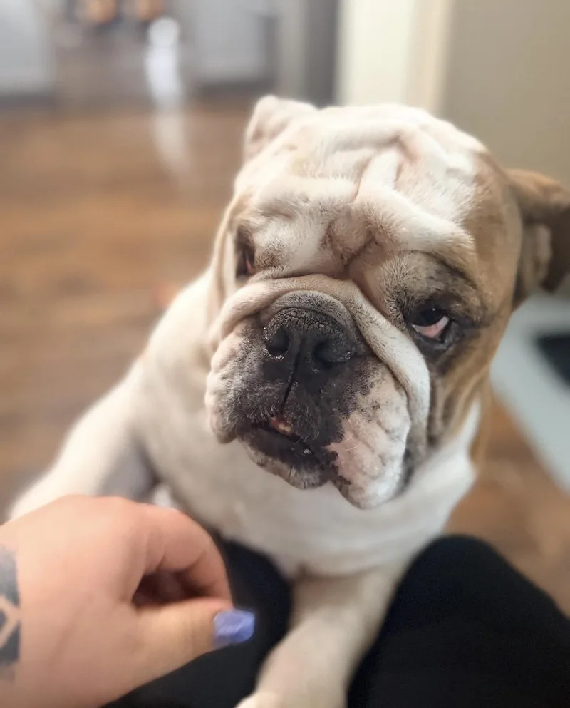 Chubbs thumbnail 4