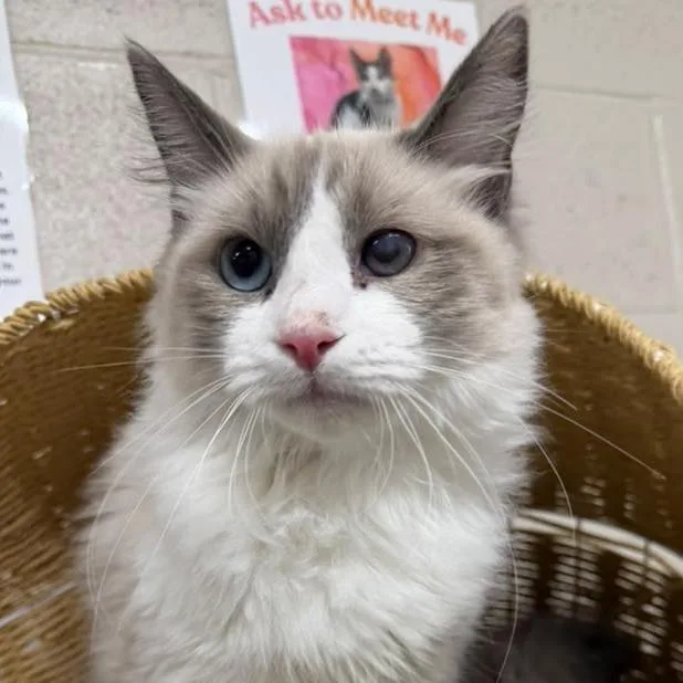 A young medium-sized male White Domestic Short Hair cat named Smurf for adoption in Laredo, TX