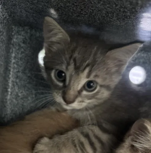 A baby medium-sized female Domestic Short Hair cat named Bonnie for adoption in Dallas, TX