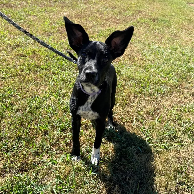 A young small-sized female Black Mixed Breed dog named Coco for adoption in Corinth, MS