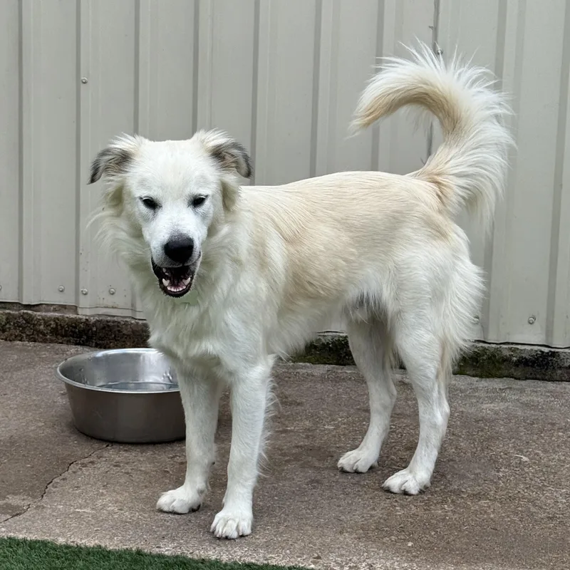 An adult medium-sized male White / Cream Retriever dog named Bentley for adoption in Houston, TX