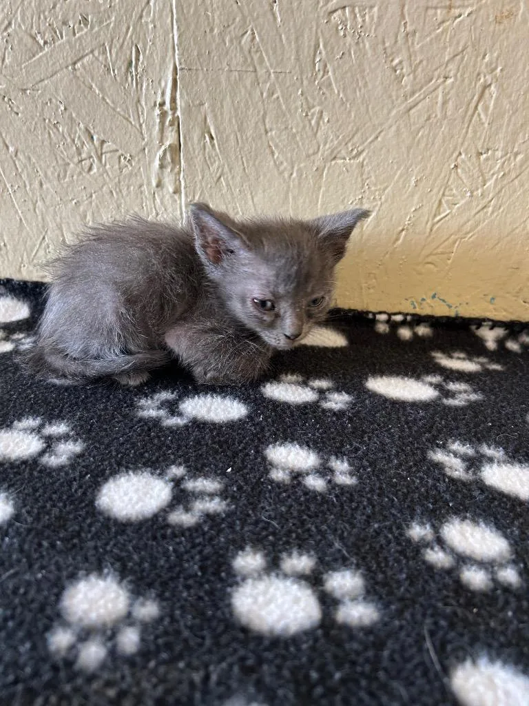 A baby small-sized male Domestic Medium Hair cat named Dill for adoption in Shelbyville, TN