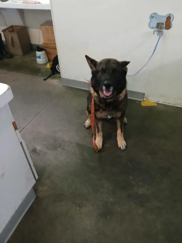 An adult extra large-sized male German Shepherd Dog dog named Marley for adoption in Los Angeles, CA