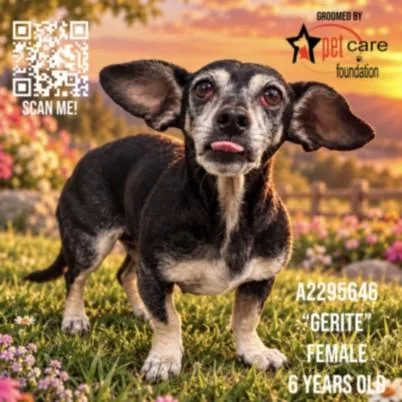 An adult medium-sized female Dachshund dog named Gertie for adoption in Los Angeles, CA