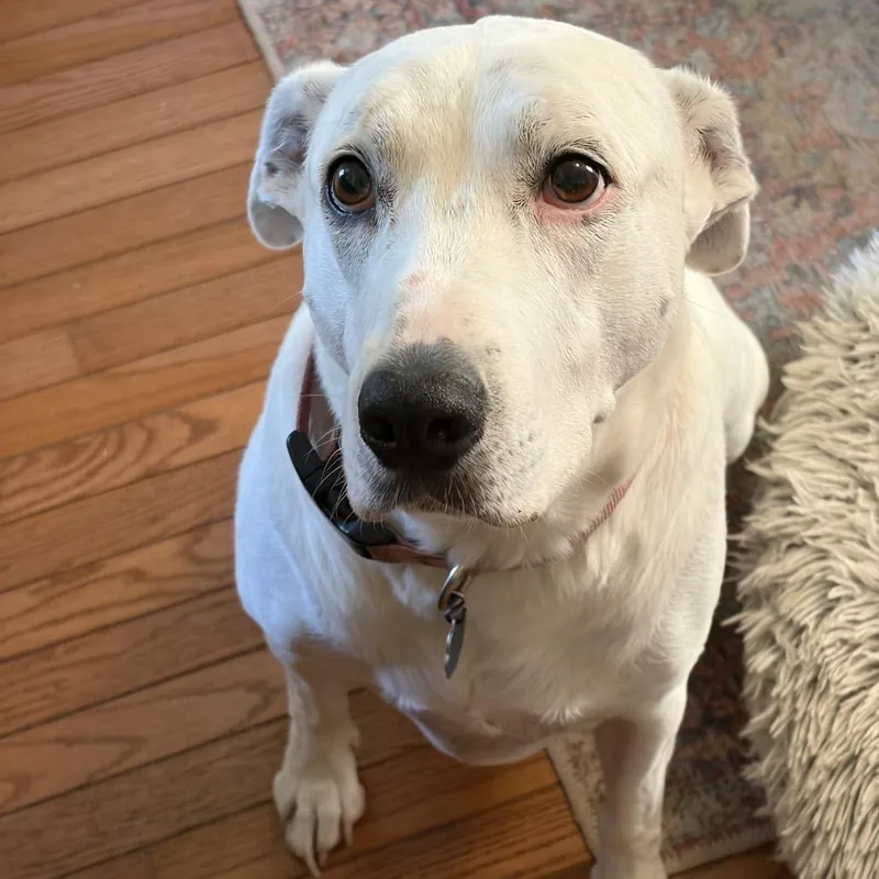 A senior small-sized female White / Cream Mixed Breed dog named Mabel for adoption in Chillicothe, IL