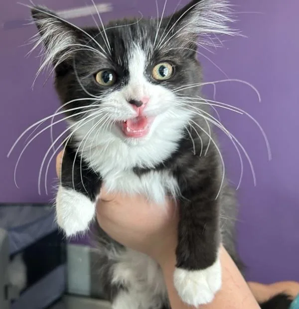 A baby small-sized female Domestic Short Hair cat named Banshee for adoption in Salt Lake City, UT