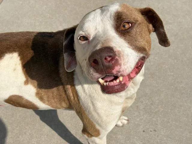 A young large-sized male Pit Bull Terrier dog named Doc for adoption in Tulsa, OK