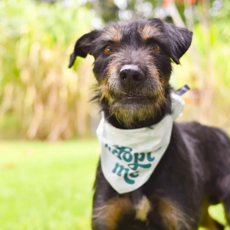 An adult medium-sized male Black Mixed Breed dog named Oscar for adoption in Kailua Kona, HI
