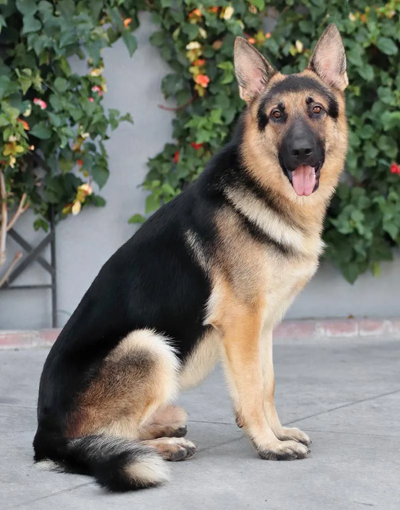 A young large-sized male Black German Shepherd Dog dog named Nico von Nisterau for adoption in Los Angeles, CA