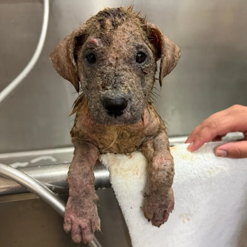 A baby small-sized female Black Mixed Breed dog named Darla for adoption in Ardmore, OK