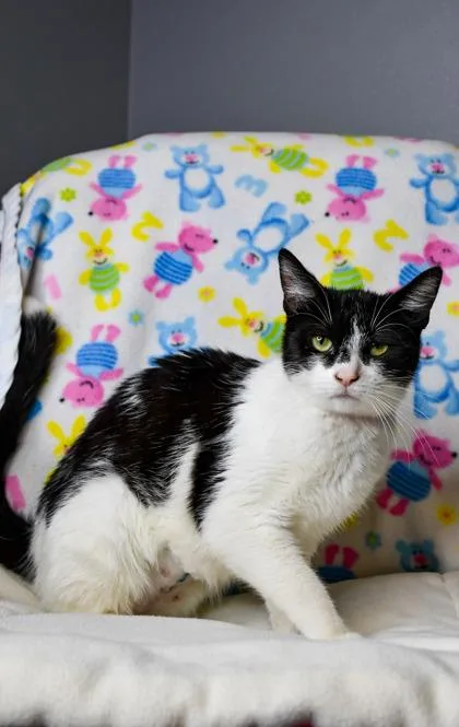 An adult small-sized female Domestic Short Hair cat named Nyla for adoption in Yakima, WA