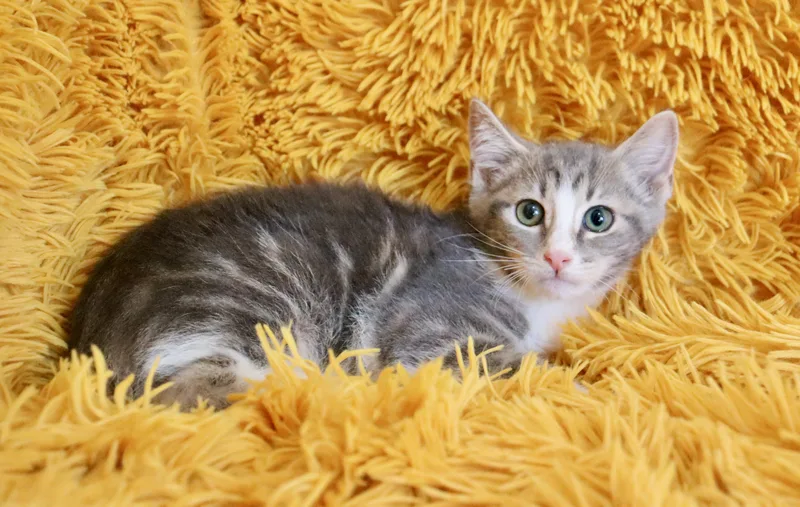 A baby medium-sized male Gray & White Tabby cat named Oklahoma for adoption in Saint Augustine, FL
