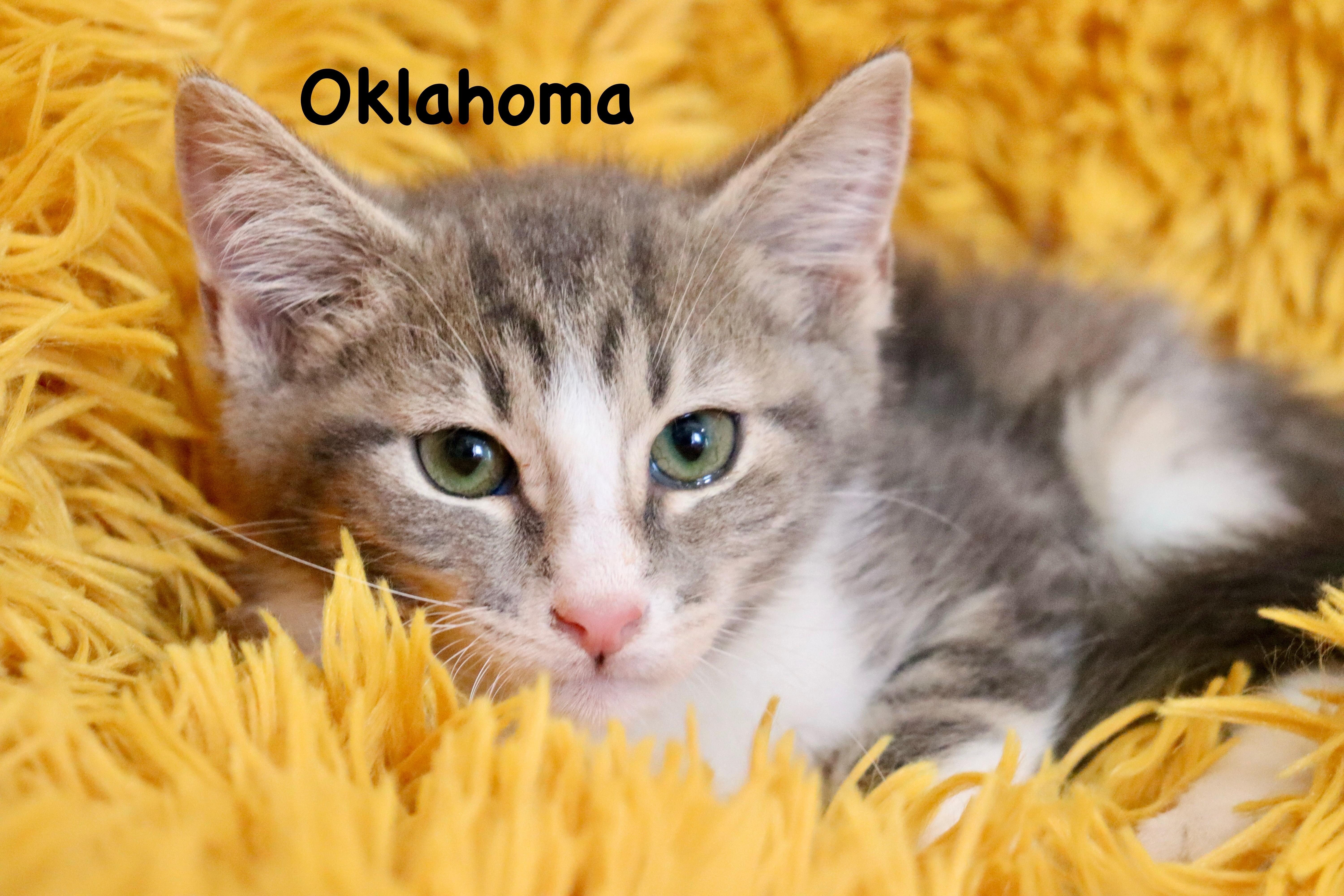 Oklahoma thumbnail 5