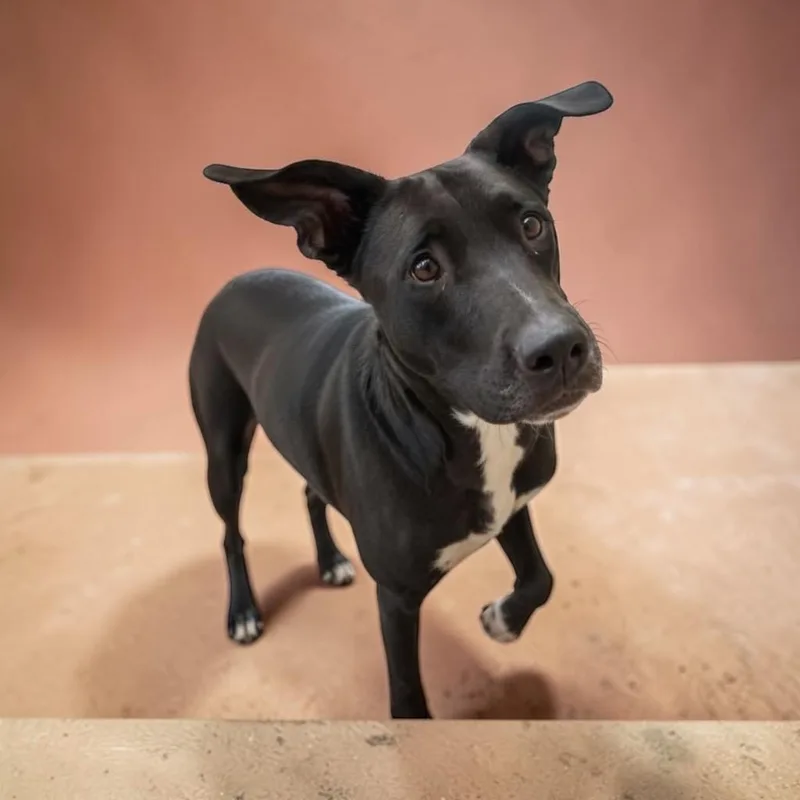 A young medium-sized female Mixed Breed dog named Keke for adoption in Charlotte, MI