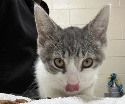 A baby small-sized female Domestic Short Hair cat named Sakura for adoption in Westland, MI