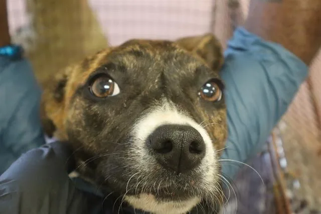 A young small-sized female Mixed Breed dog named Phoenix for adoption in Columbia, SC