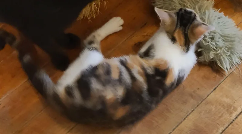 Penny thumbnail 2