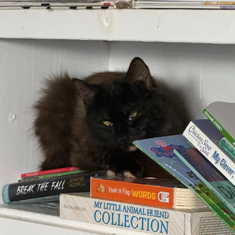 An adult small-sized female Tortoiseshell Domestic Long Hair cat named C Noir for adoption in Franklin, PA