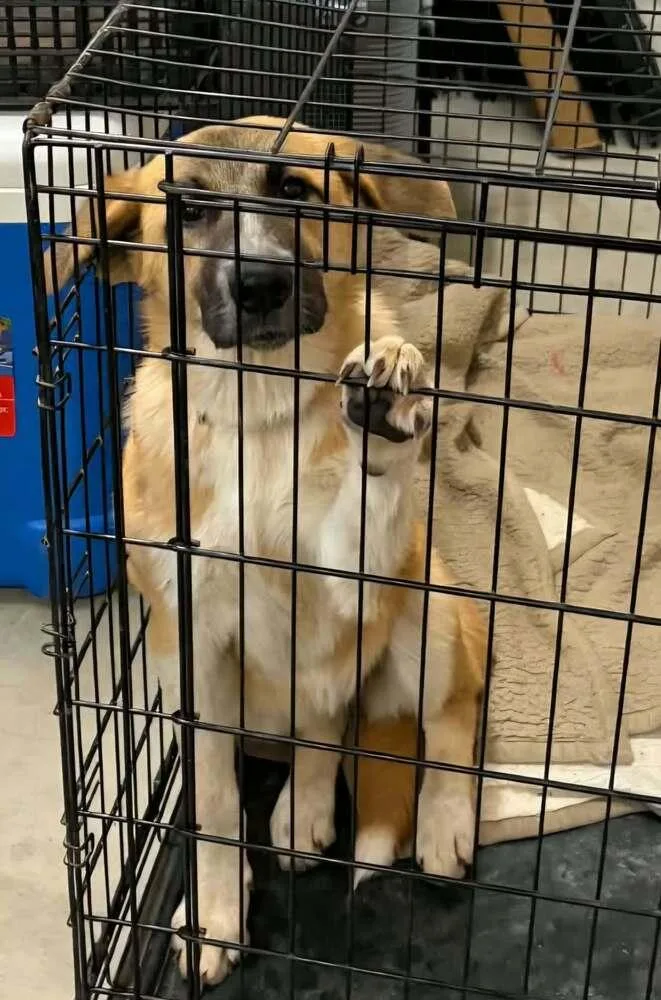A young medium-sized female German Shepherd Dog dog named Zoinks Crew : Daphne for adoption in Aurora, IN