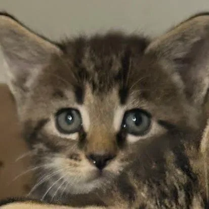 A baby small-sized male Domestic Short Hair cat named Saylor for adoption in Jeffersonville, IN