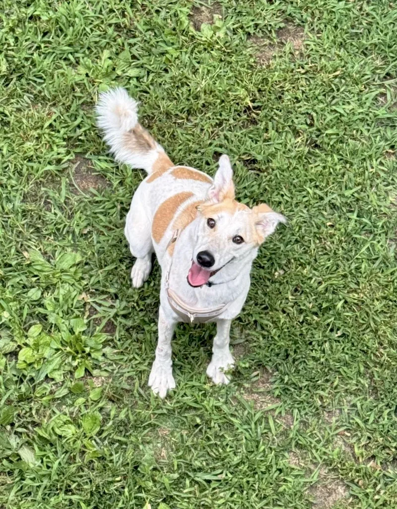 A young medium-sized female Saluki dog named Marshmallow for adoption in Huntingtown, MD