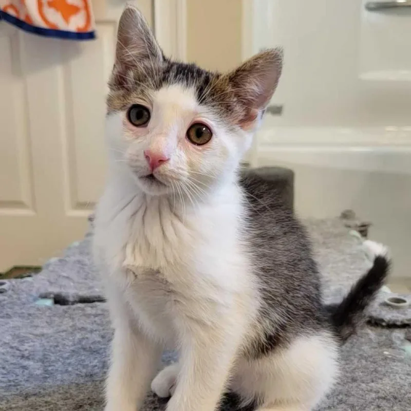A baby small-sized female Brown / Chocolate Domestic Short Hair cat named Moppet for adoption in Valdosta , GA