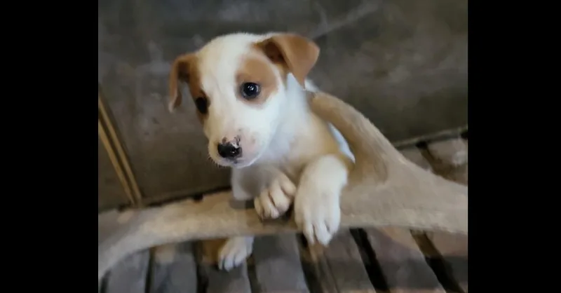 Nevada Pups: Angie thumbnail 2