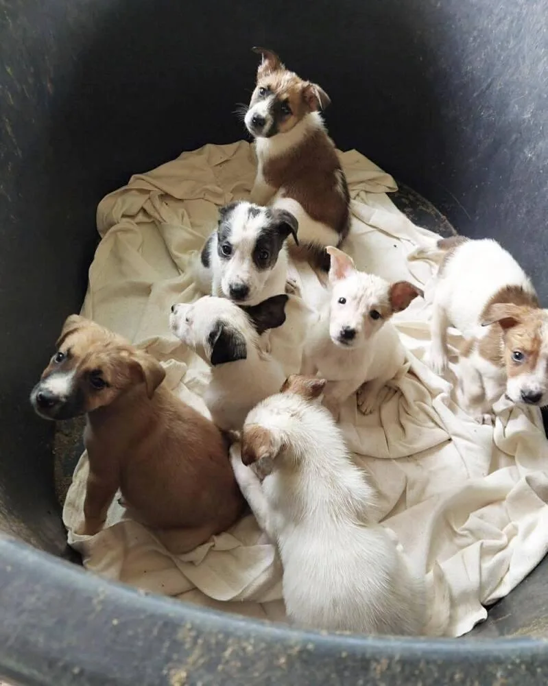Nevada Pups: Angie thumbnail 3