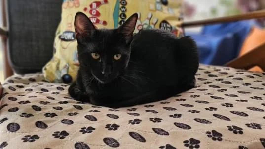 A young small-sized female Domestic Short Hair cat named Wednesday for adoption in Burbank, CA
