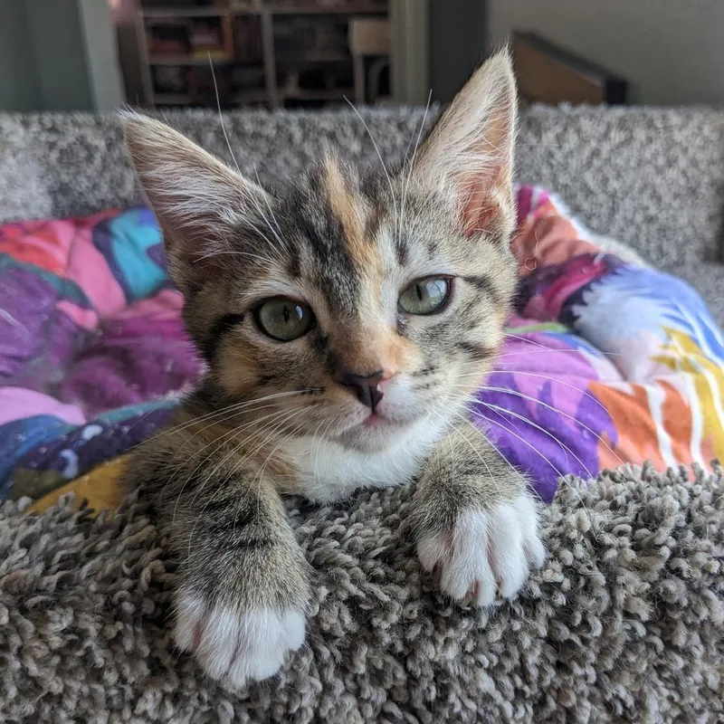 A baby small-sized female Calico Domestic Short Hair cat named Chalupa Supreme for adoption in Long Beach, CA