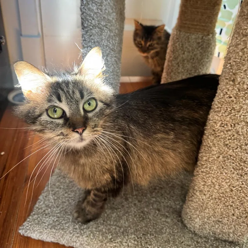 An adult medium-sized female Brown / Chocolate Domestic Medium Hair cat named Slippy for adoption in Gibsonia, PA