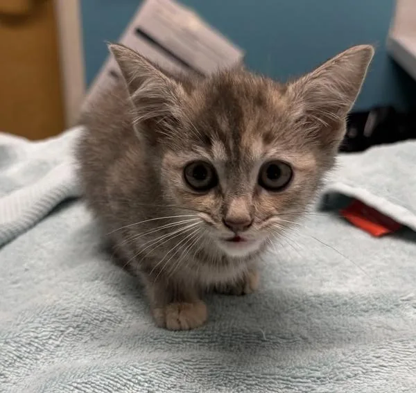 A baby small-sized female Domestic Short Hair cat named Mara for adoption in Escondido, CA