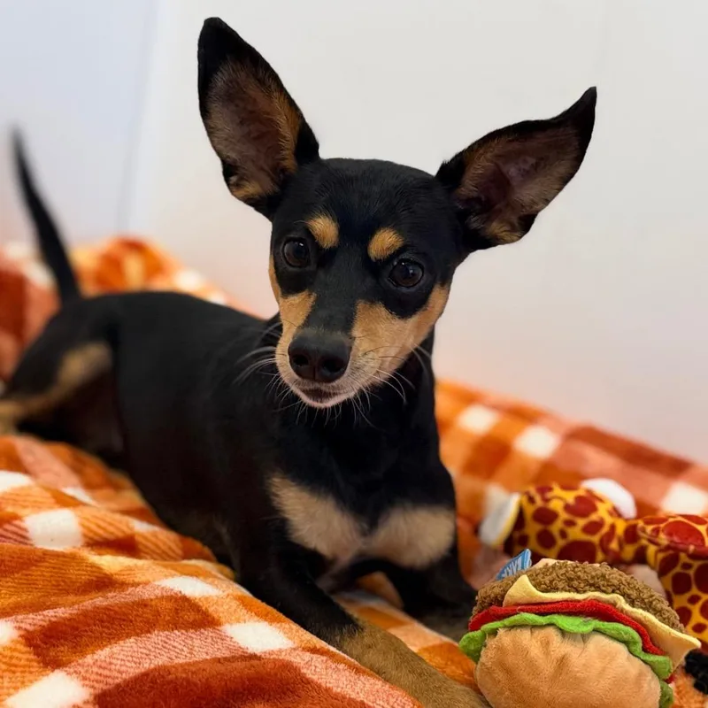 An adult small-sized male Terrier dog named Zay for adoption in Green Bay, WI