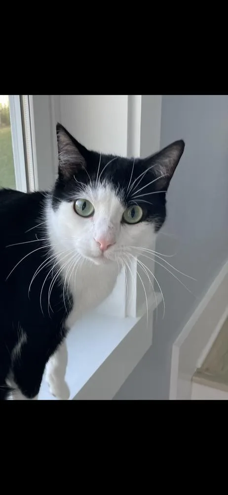 An adult large-sized male Domestic Short Hair cat named Oreo for adoption in Saint Augustine, FL