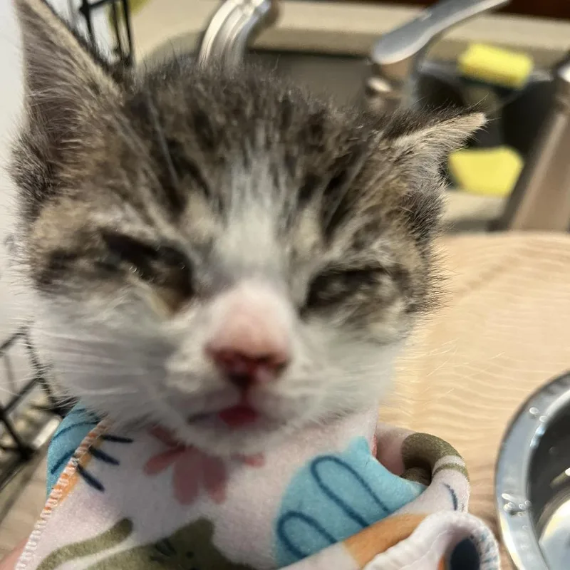 A baby small-sized male Brown / Chocolate Domestic Short Hair cat named Blake for adoption in Abingdon, MD