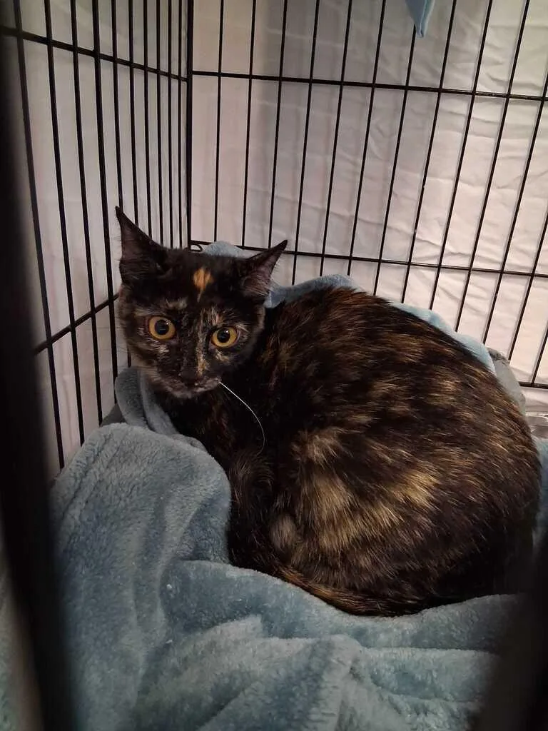 An adult small-sized female Black Domestic Short Hair cat named Pumpernickel for adoption in Cincinnati, OH