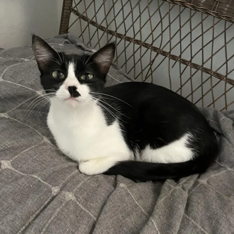 A young medium-sized female Black Domestic Short Hair cat named Missy for adoption in Midland, TX