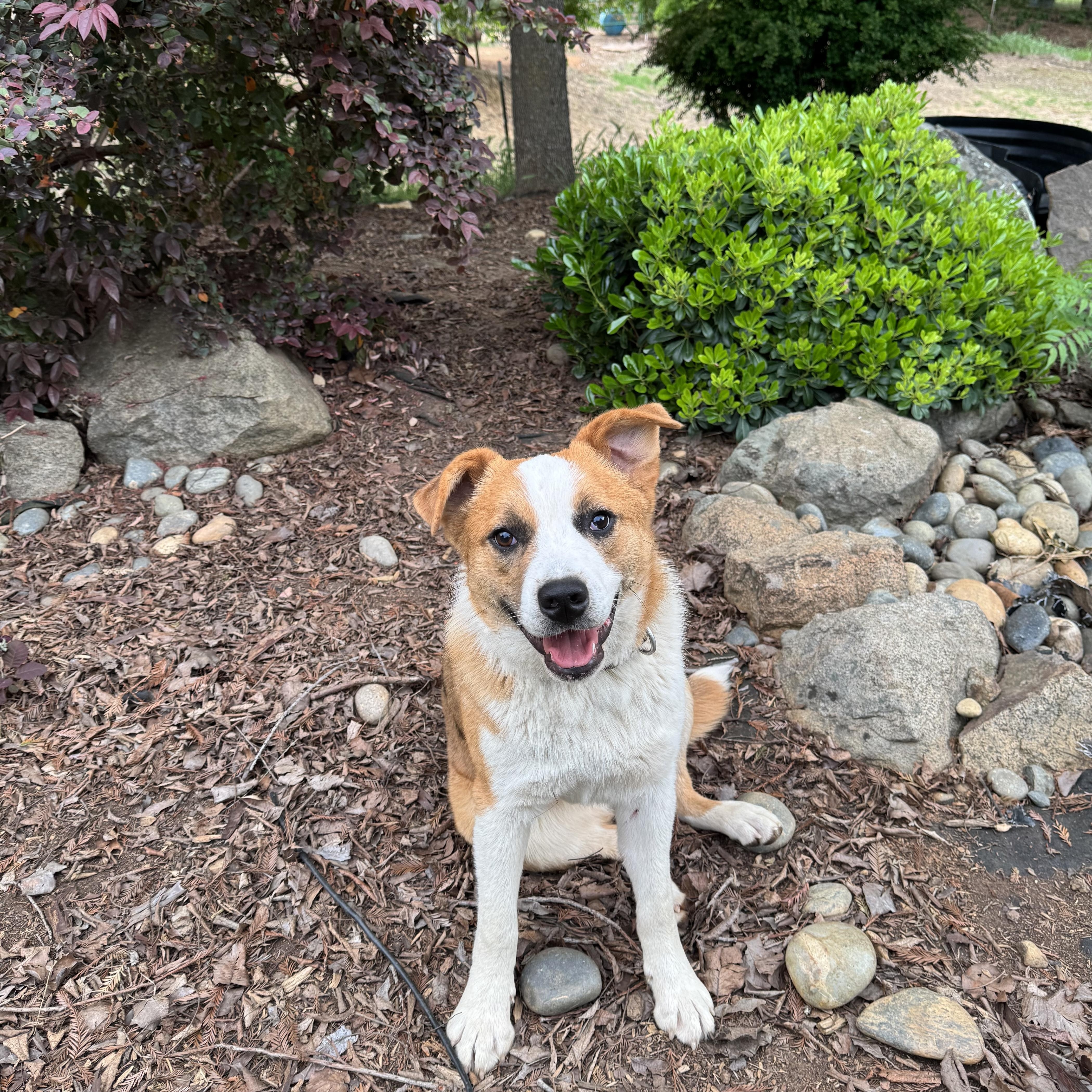 A baby medium-sized female Yellow / Tan / Blond / Fawn Australian Cattle Dog / Blue Heeler dog named Renee for adoption in Sonora, CA