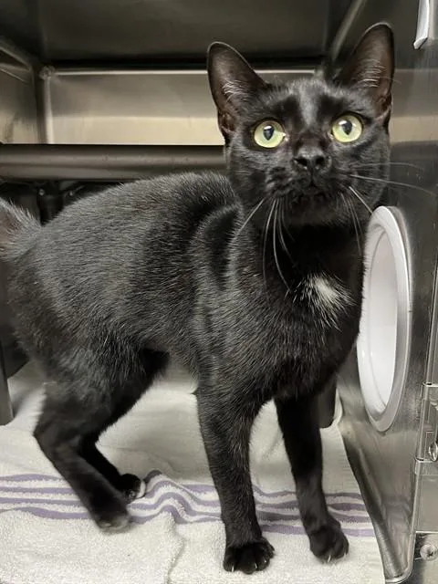 A young medium-sized female Domestic Short Hair cat named Blinx for adoption in Augusta, GA
