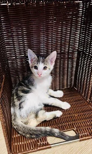 A baby medium-sized female Tabby (Gray / Blue / Silver) Domestic Short Hair cat named Ford for adoption in Metairie, LA