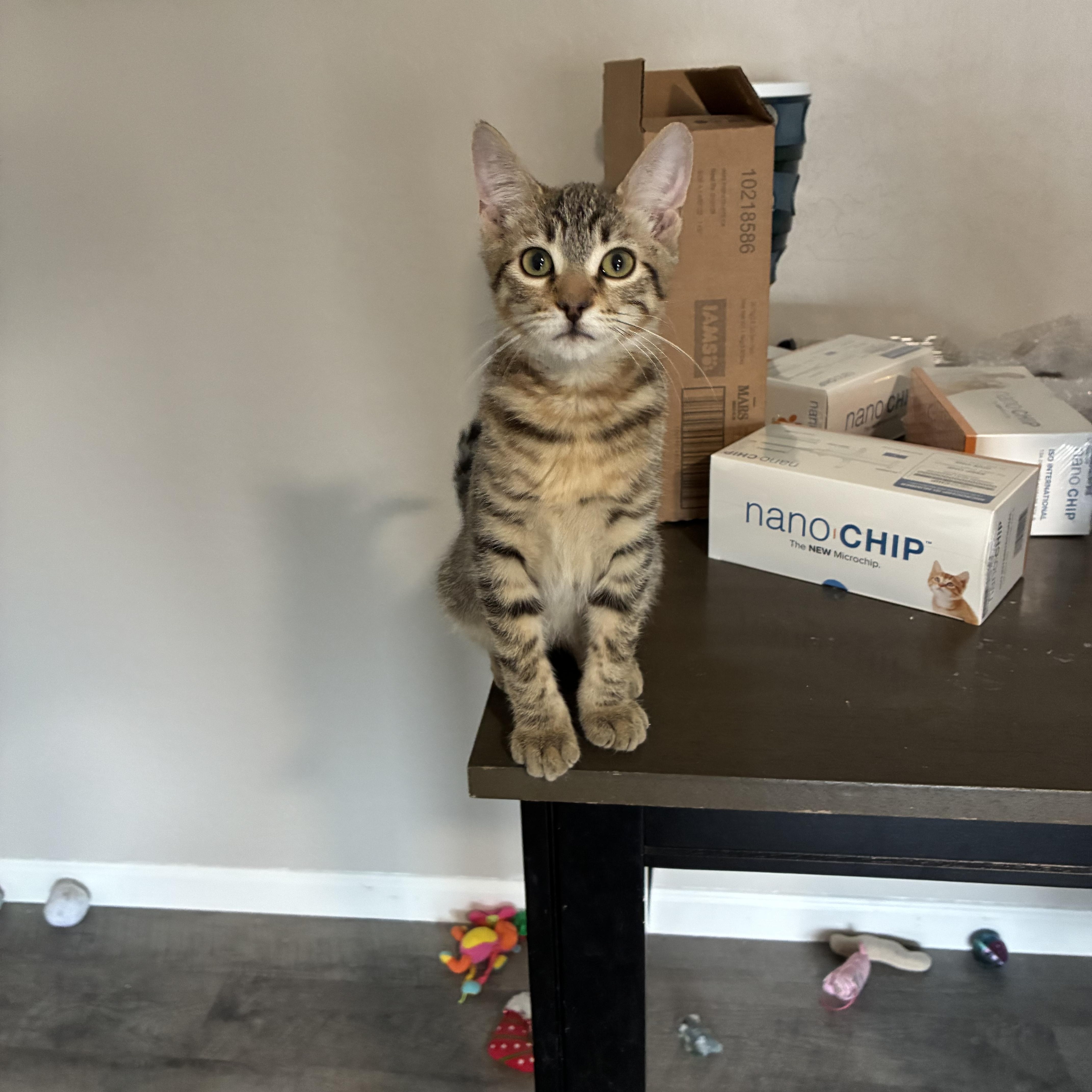 A baby small-sized male Domestic Short Hair cat named Tigger for adoption in queen creek, AZ