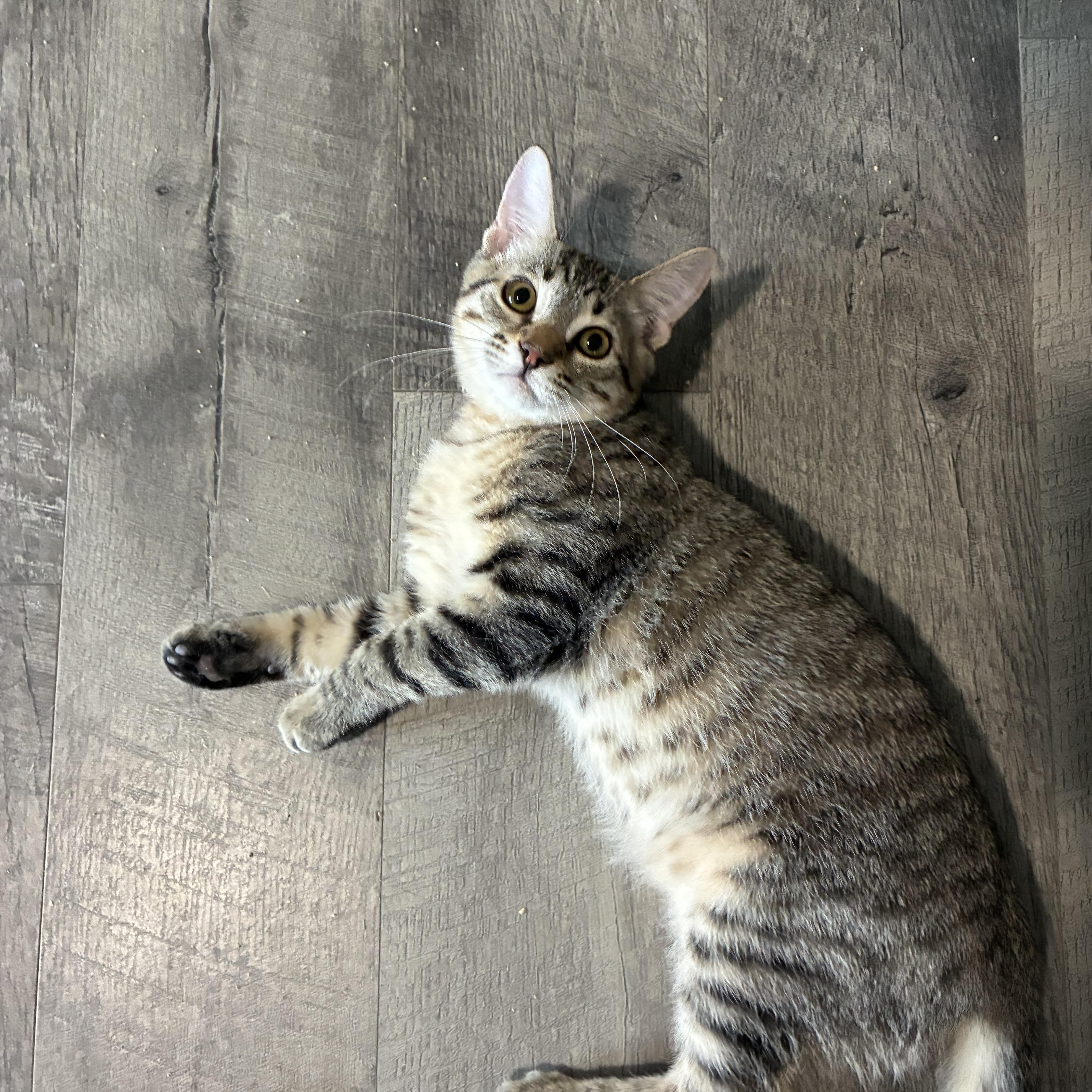 Tigger thumbnail 3